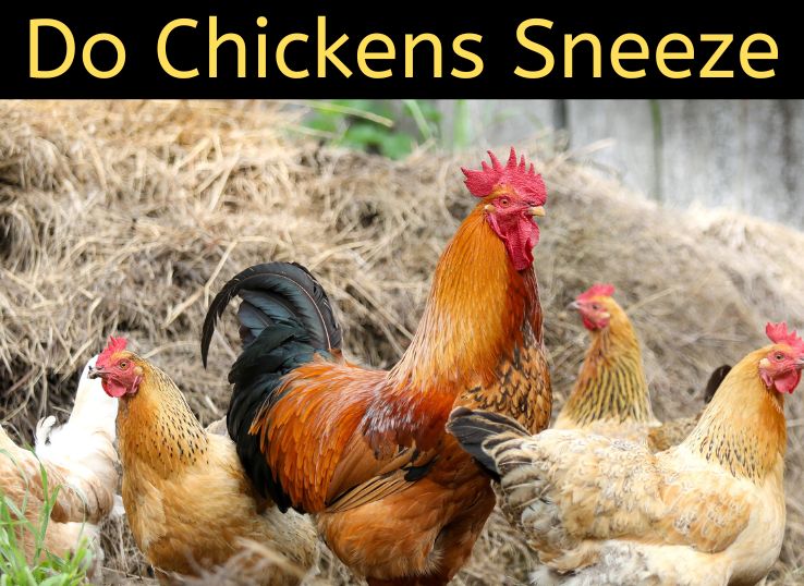 Do Chickens Sneeze