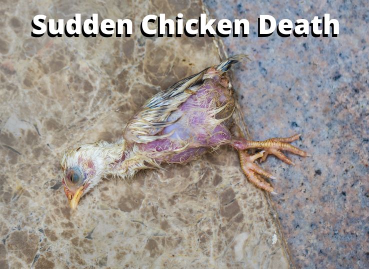Sudden Chicken Death Syndrome