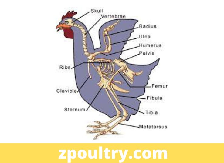 Chicken Skeltal System