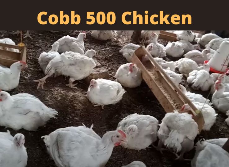 Cobb-500-Chicken