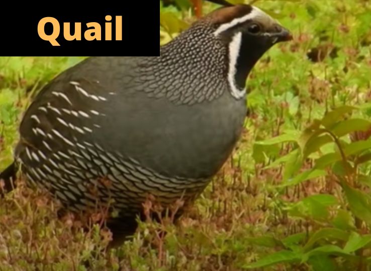 Quail vs chicken
