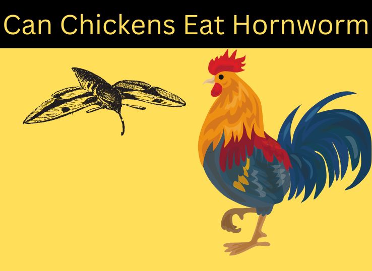 Can-Chickens-Eat-Hornworms