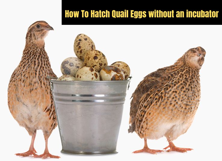 How To Hatch Quail Eggs without an incubator Guideline) -