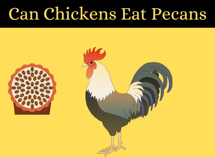 Can Chickens Eat Pecans